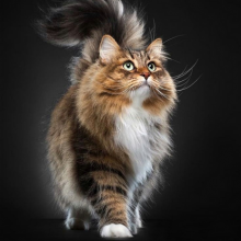 Kedi